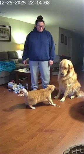 Cat Snitches On Dog To Owner