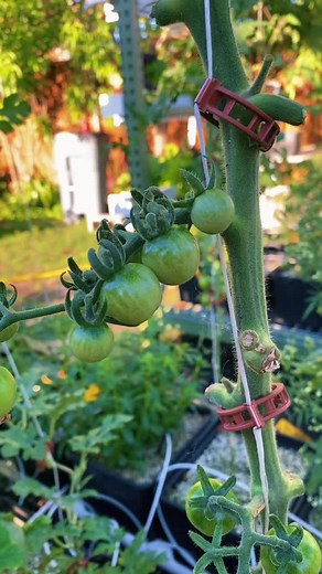 Properly Trim Tomato Plants for More Fruit Production
