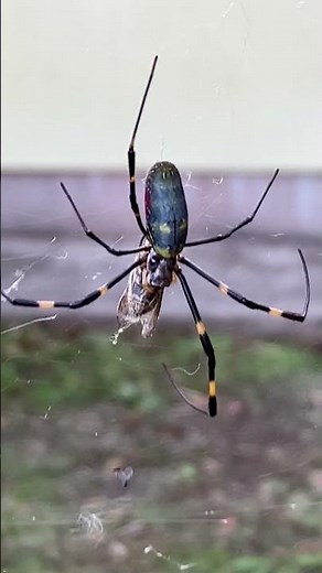 蜘蛛の巣に掛かった獲物を捕らえるジョロウグモの雌