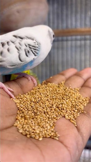 Day-14 Hand Feeding Parakeets 🐦 Cute Budgies Eating Seeds #Shorts #budgiesounds #budgies #handfeed