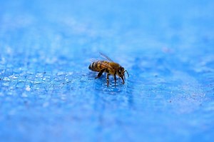 How To Keep Bees Away From The Swimming Pool: 9 Proven Solutions | Mad Backyard