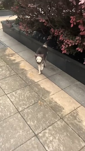 1.1M views · 25K reactions | Strange-looking cat #RelatableCat #ScreamMeow #TooSadTooCute #CatWhisper #MeowMoods | Cats Addiction | Facebook