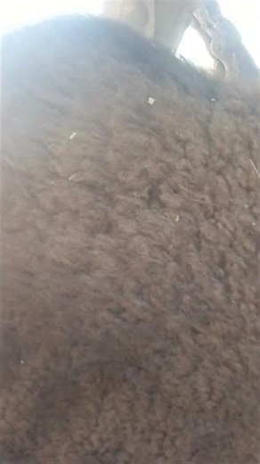 Amazing Camel Hair & Skin Detail