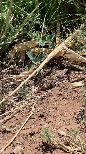 Lizard eating cutworms in the garden. #lizard #reptiles