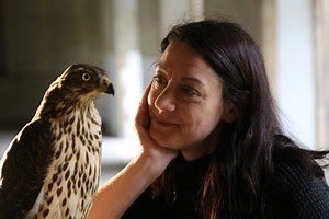 New PBS Special Goes Into The World Of Goshawks