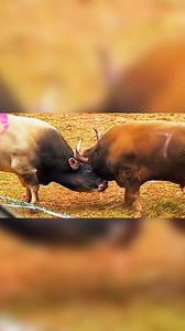 China bulls🌐💥 #fypシ゚viralシfypシ゚viralシalシ #fyb #bulldozer #cow #films #watch #reelschallengereelschallenge #kick #sports #china #usa #india | Ismail Mudasir Gangavali