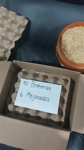 Les dejo mi wasp 0991249675 | Criadero de gallinas de raza del Paraguay