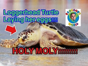 Loggerhead Turtle Laying Eggs!!