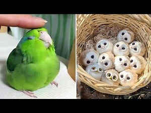 Smart And Funny Parrots Parrot Talking Videos Compilation (2023) - Cute Birds #9