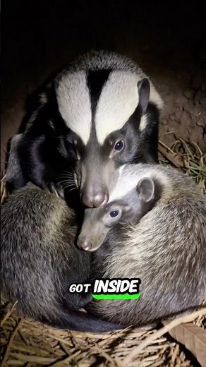 We Mounted a Tiny Camera on a Honey Badger and Followed It Underground #wildlife #shorts