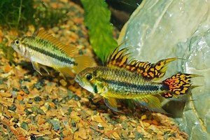 Apistogramma cacatuoides - Alchetron, the free social encyclopedia