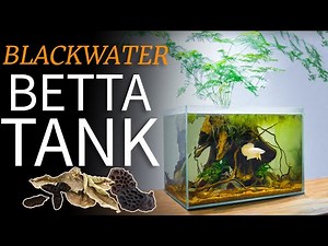 How to Setup a Simple Blackwater Betta Tank: TUTORIAL