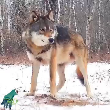 This footage might not seem like anything unique but it is pretty fascinating to us given the events that transpired with these wolves and their neighboring packs after this video. This footage is of three wolves from the Half-Moon Pack in early April 2024. The first wolf in the video is a 2 year old female wolf, the second wolf with striking fur coloration is her 2 year old brother (Wolf O6C), and the third wolf at the end of the video is their old grizzled father, Wolf V094. Just 4 months afte