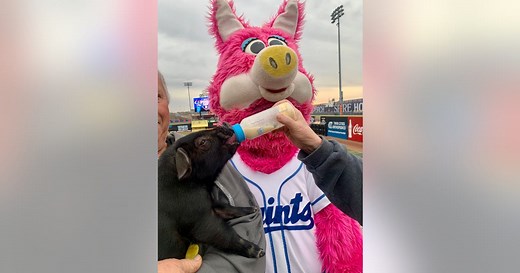 St. Paul Saints pig and its catchy name officially introduced