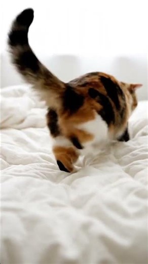 #catshorts #trending #cat #cute #funny #cutecat #funnycats