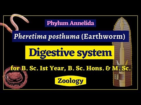 Pheretima posthuma || Digestive system || Zoology