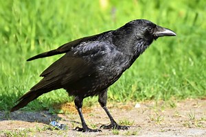 Crow Facts