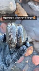 20K views · 95K reactions | I took the “ammonite burger” back to the...