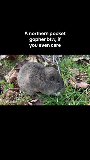 Its actually very unusual to see a gopher like this one above ground. The dig–a lot. Constructing elaborate tunnel networks underground, the serve an important role in biodiversity, keeping soil healthy and later serving as a food source for larger vertebrates. #naturefacts #pocketgopher