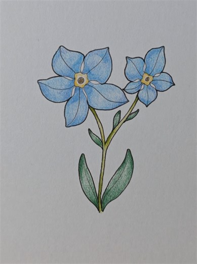 flower drawing | drawing