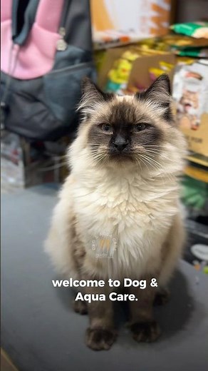 Fluffy, calm, blue-eyed royalty 🐱Himalayan cats are pure love with attitude.