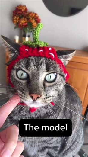 🍓Crochet strawberry cat hat. 🍓 #crochet