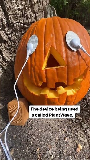 A PlantWave plant music device works by converting electrical changes in a plant to musical notes