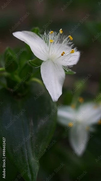 Vertical closeup of a Tradescantia fluminensis flower moved by a gentle breeze.