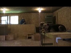 The Companion, The Protector, The Airedale Terrier...