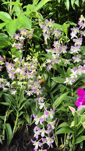 11K views · 950 reactions | Beautiful dendrobium orchids flowers #orchids #flowers | Jean Punzalan | Facebook