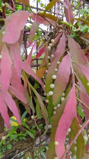 珍珠火麒麟 ! 紅葉絲葦。Pearl Fire Kirin! Red Leaf Silk Reed. [POV Taiwan]