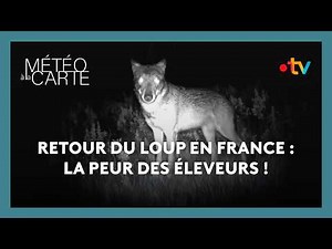 The return of wolves in France!: Breeders are worried...
