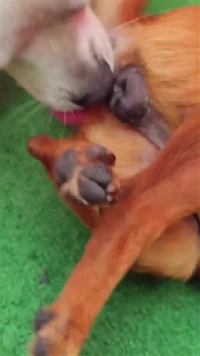 Exciting Moments of Dog Meeting 804