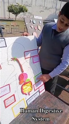 Science Model Human Digestive System