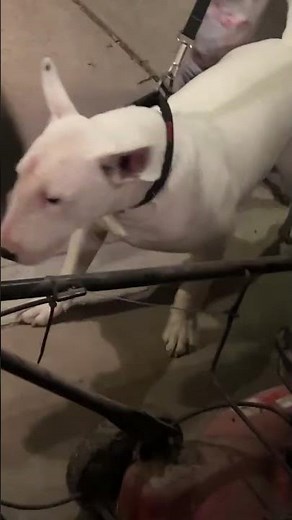 🐾How to make dogs mate FAST 🐾 WOW THAT WAS QUICK 💨💨💨