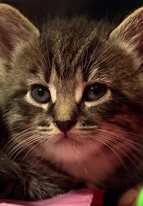 Too Cute! S02:E16 - Fluffiest Kittens