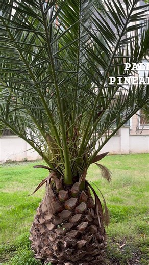 Is This a Palm or a Pineapple?! 🍍🌴 Nature in Turkey is Amazing