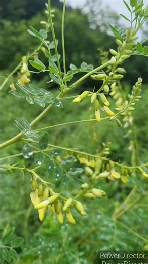 Have you seen Astragalus flowers?