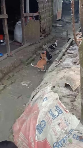 Duck and Dog Playtime: Adorable Outdoor Moments