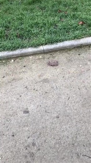 49K views · 882 reactions | Dog sitter #weee, #wee, #funny, #fails, #fail, #memes, #viral, #best, #againstbullying, #dog, #animals, #jump, #cat, #reels, #compilation, #slip, #weeememes, #meme, #instagram, #water, #yeet, #fly, #slide, #laugh, #broke, #pool, #bike, #scream, #bowling, #nuts | Tibod_ | Facebook