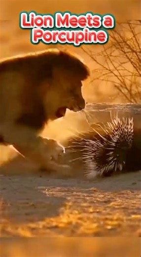 Lion Meets a Porcupine in a Strange Wild Moment