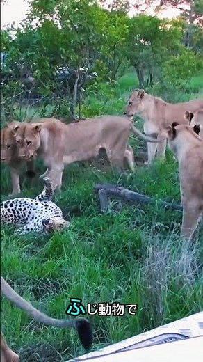 ライオン対ヒョウ #animals #wildlife #leopard #捕食シーン #lion #wildanimals #猟虫 #animalworld #nature