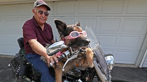 Meet Molly the motorcycle dog