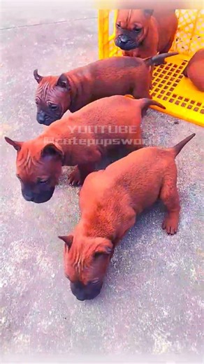 Ugly but adorable pups #puppy #cute #pets #dog #animals #cutedog #petlover #shorts