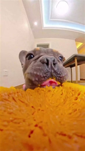 French Bulldog Eats 120602 Mukbang