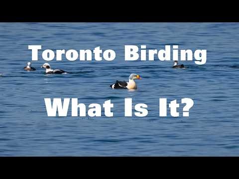 Toronto Birdwatching: Why Is A Rare Arctic Visitor Here?