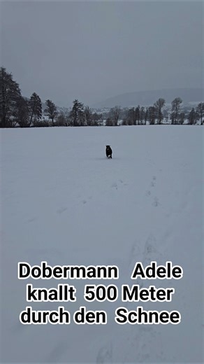 Doberman Adele tears 500 meters through the snow. Adele from Exodia. Pure freedom. #shortvideo