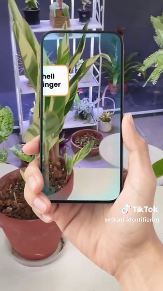 Identify Plants, Diagnose Diseases, Care Tips, Simplify Gardening with PictureThis🌺🌺🌺