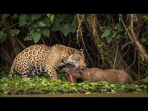 Senhores da Floresta: os Guardiões da Amazônia Selvagem -Documentário Inédito