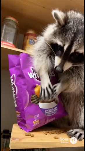 1 cat 4 racoons. See what’s happened 😳🦝🦝#funny #trending #shorts #cat #ai